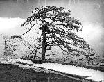 Snowy tree at Skyline Drive overlook