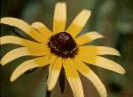 Black-Eyed Susan (Rudbeckia hirta)