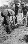 Planting