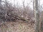 Ice storm damage in Shenandoah