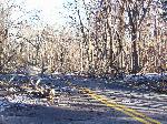 Ice storm damage in Shenandoah