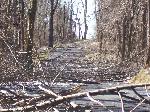 Ice storm damage in Shenandoah