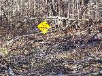 Ice storm damage in Shenandoah