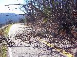 Ice storm damage in Shenandoah