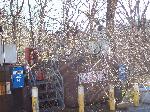 Ice storm damage in Shenandoah