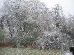 Ice storm damage in Shenandoah