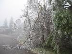 Ice storm damage in Shenandoah
