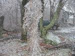 Ice storm damage in Shenandoah