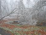 Ice storm damage in Shenandoah