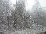 Ice storm damage in Shenandoah