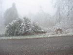 Ice storm damage in Shenandoah