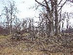 Ice storm damage in Shenandoah