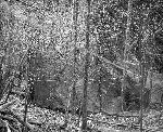 Camouflage in the Field #1