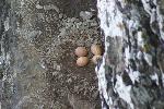 Falcon eggs on nest scrape