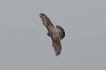 Adult Falcon on the wing over Stony Man