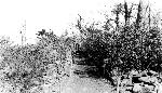 Sexton Knoll Picnic Grounds - AT 1 Under Const
