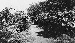 Sexton Knoll Picnic Grounds - AT 2 After Const
