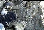 Parent falcon feeding young