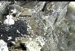 Parent falcon feeding young