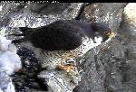 Female falcon on nest edge (chicks in background)