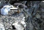 Female falcon on nest edge (looking at chicks)