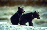 Black Bear Cubs