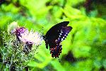 Butterfly on Thistle