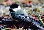 Carolina Chickadee