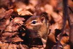 Chipmunk