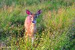 White-tailed Deer in Big Meadows
