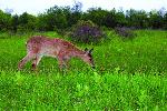 Deer Grazing in Big Meadows