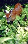 Deer in Ferns
