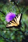 Tiger Swallowtail on Thistle