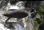Male falcon leaving the nest scrape
