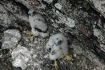 Falcon chicks in nest scrape