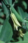 bellwort