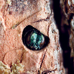 Emerald Ash Borer
