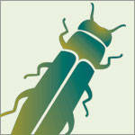 Emerald Ash Borer graphic