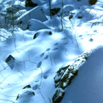 Animal tracks in forest snow.