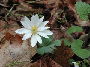 Bloodroot-(Sanguinaria-canadensis) is fully open, white petals give way to a showy yellow center. Flower is covered with dew.