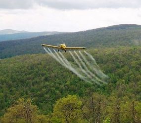 Plane sprays BT on forest to help control Gypsy Moth outbreak.