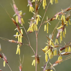 Close up view of Graminions sorghastrum looks like tiny yellow flags dangling off of a pinkish branched stem.