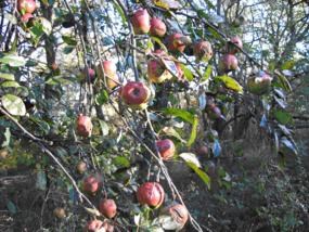 An apple tree in fruit near Loft Mountain Campground, Shenandoah National Park.  Photo by N. Fisichelli.