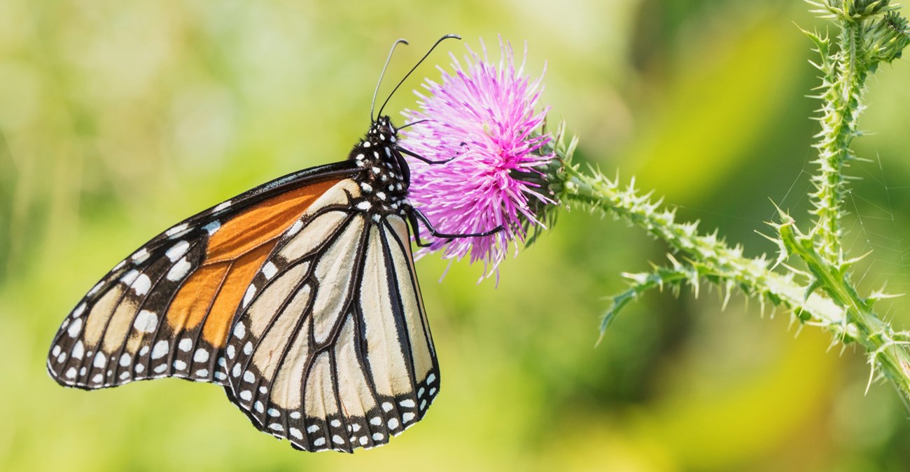 A bright orange monarch butterfly perches on a bright purple thistle flower
