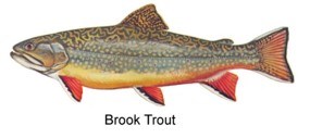 Brook Trout graphic