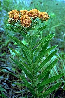 Butterfly milkweed (Asclepias tuberosa)