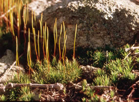 Moss