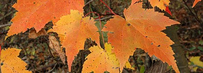 Red maple leaves in full fall color.