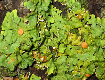 Foliose Lichen
