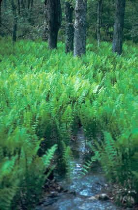 Interrupted Fern